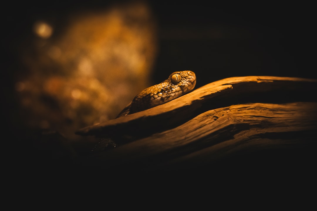 découvrez l'univers fascinant des vipères, ces serpents venimeux aux comportements intrigants et à l'adaptation surprenante. explorez leur habitat, leur biologie et leur rôle crucial dans l'écosystème, tout en restant vigilant face à leur danger potentiel.