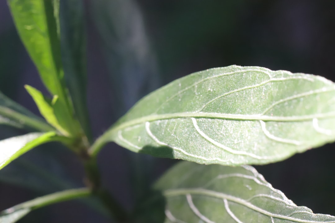 plante répulsive contre les guêpes : découvrez quelles plantes naturelles éloignent efficacement les guêpes de votre jardin et de votre maison.