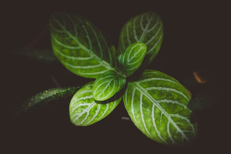 découvrez les plantes répulsives contre les guêpes, naturelles et efficaces pour protéger votre jardin et votre maison des nuisibles.