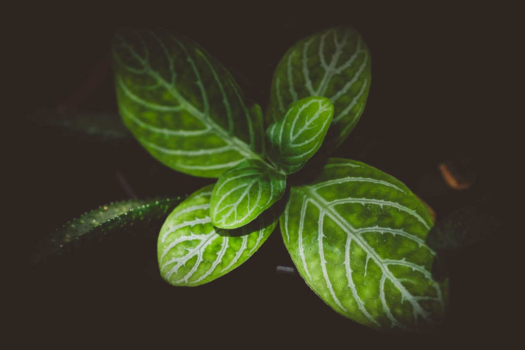 découvrez les plantes répulsives contre les guêpes, naturelles et efficaces pour protéger votre jardin et votre maison des nuisibles.