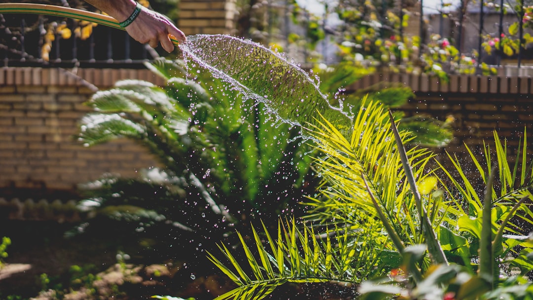 découvrez un planning d'arrosage efficace pour maintenir vos plantes en bonne santé toute l'année.