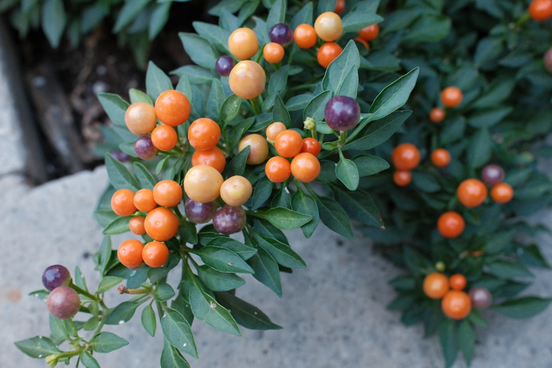 découvrez nos conseils et astuces pour jardiner en hiver et préserver vos plantes malgré le froid. transformez votre jardin hivernal en un espace verdoyant et accueillant.