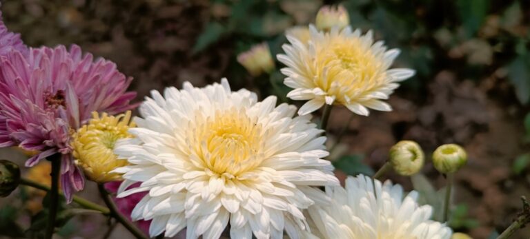 découvrez nos conseils et astuces pour réussir votre jardinage hivernal et protéger vos plantes du froid saisonnier.