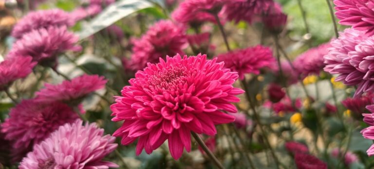 découvrez nos conseils et astuces pour réussir votre jardinage en hiver et protéger vos plantes du froid.