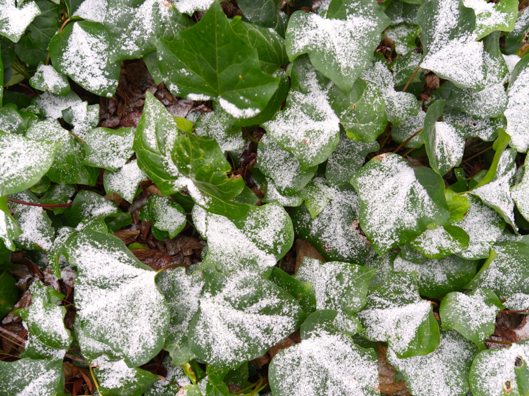 découvrez la vérité derrière les mythes du jardinage en hiver et apprenez comment entretenir votre jardin pendant la saison froide.