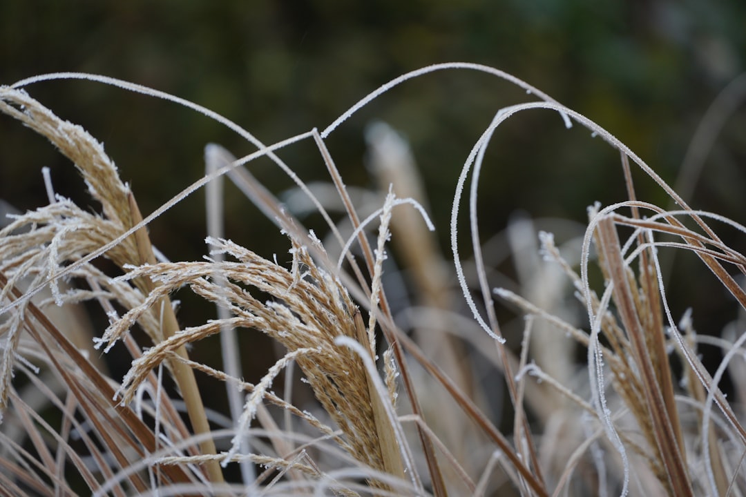 découvrez la technique du semis hivernal pour faire germer vos graines directement en extérieur pendant l'hiver et obtenir de jeunes plants robustes au printemps.