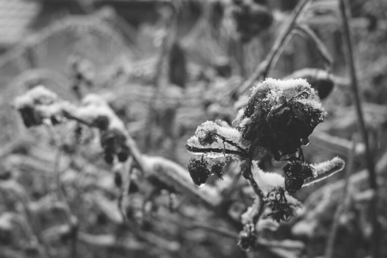 découvrez la méthode du semis hivernal pour faire germer vos graines en plein air pendant l'hiver, favorisant une croissance robuste au printemps.