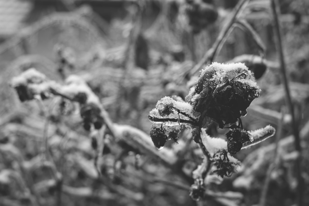 découvrez la méthode du semis hivernal pour faire germer vos graines en plein air pendant l'hiver, favorisant une croissance robuste au printemps.