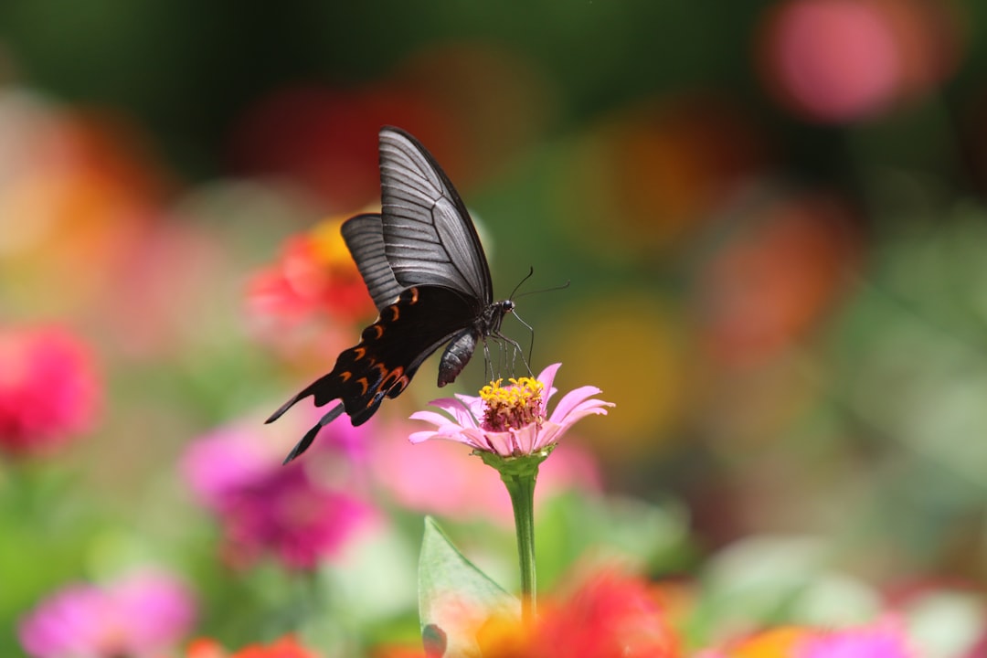 découvrez le zinnia, une fleur colorée et facile à entretenir, parfaite pour embellir votre jardin ou vos espaces verts tout au long de l'été.