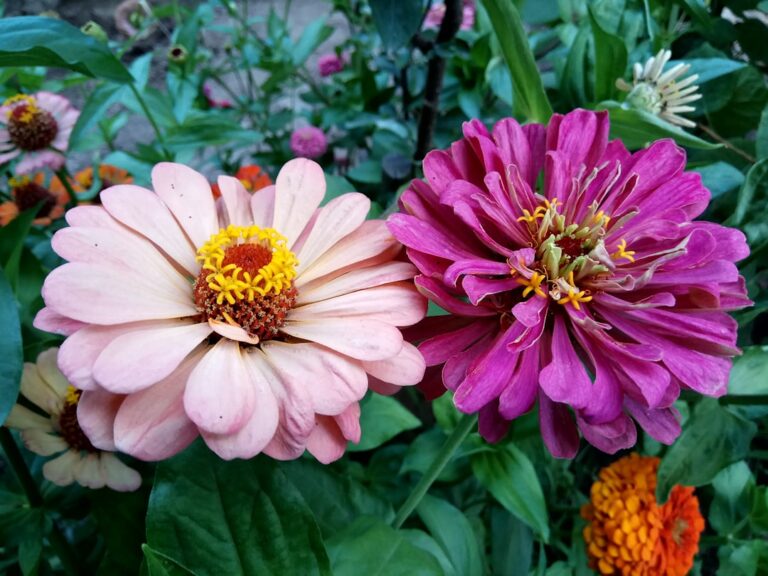 découvrez le zinnia, une fleur colorée et facile à cultiver, idéale pour égayer vos jardins et balcons tout au long de l'été.