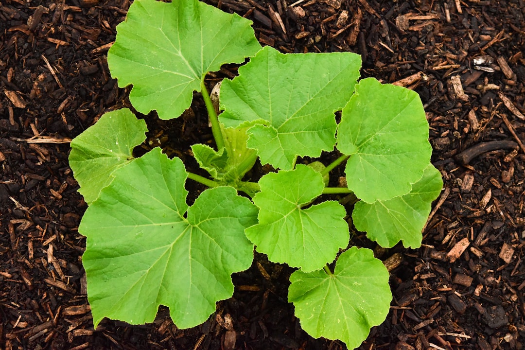 découvrez des conseils pratiques pour cultiver des courgettes avec succès dans votre jardin, du semis à la récolte.