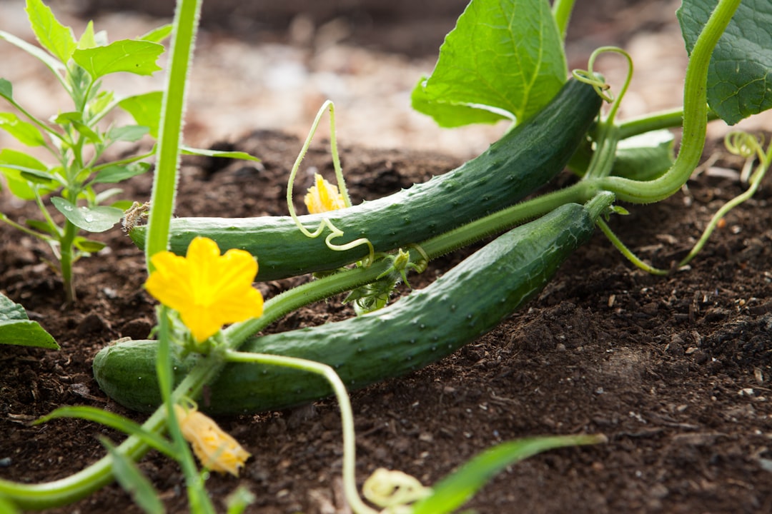 découvrez nos conseils pratiques pour cultiver des courgettes avec succès, du semis à la récolte, afin d'obtenir des plants sains et productifs.