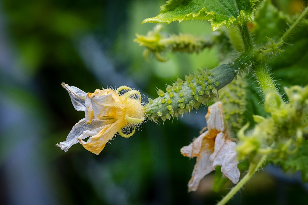découvrez tout sur la pollinisation des courgettes : méthodes, astuces et conseils pour assurer une bonne fructification dans votre jardin.