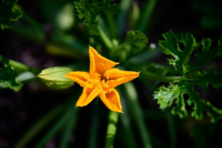 découvrez comment la pollinisation des courgettes influence leur croissance et comment favoriser une bonne pollinisation pour des récoltes abondantes.