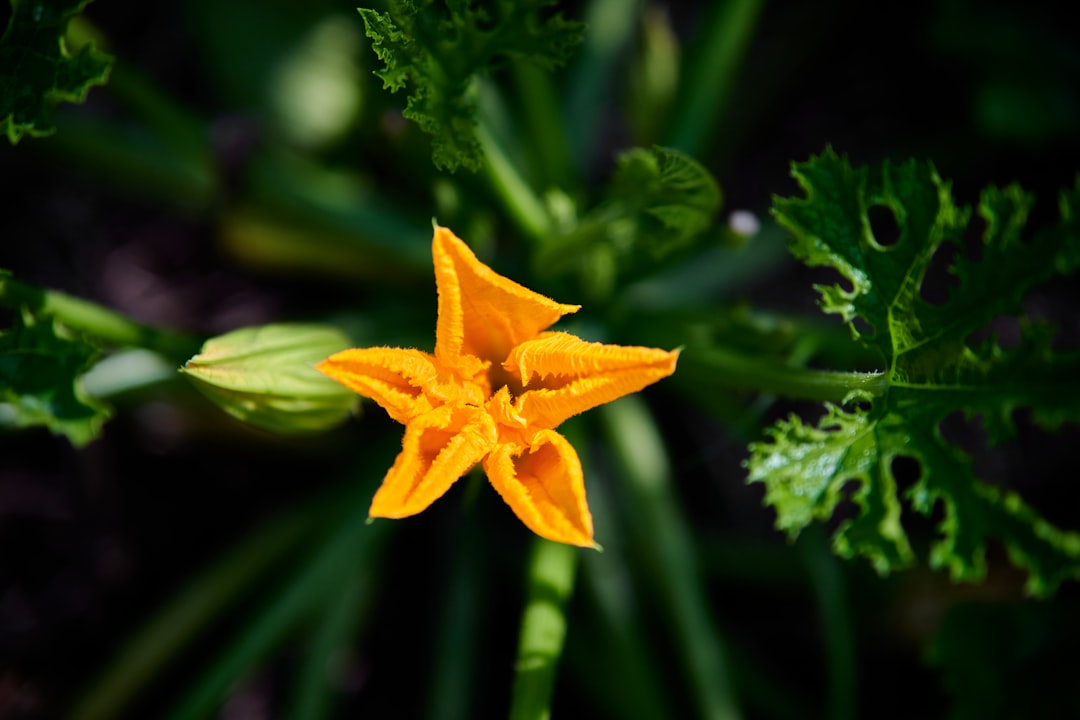 découvrez comment la pollinisation des courgettes influence leur croissance et comment favoriser une bonne pollinisation pour des récoltes abondantes.